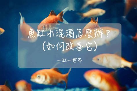 不要的魚缸怎麼辦